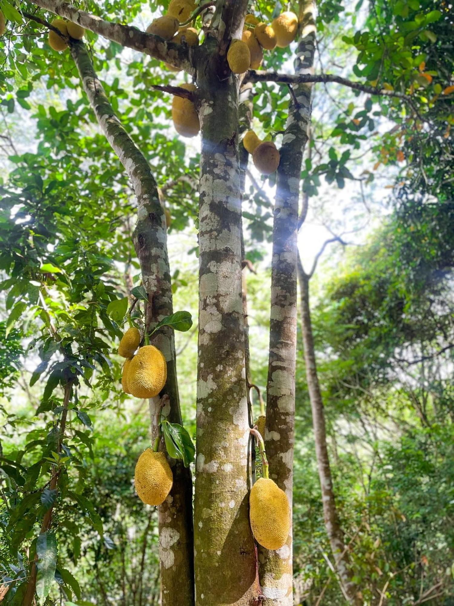 Olho D'Agua Pousada Guaramiranga Buitenkant foto
